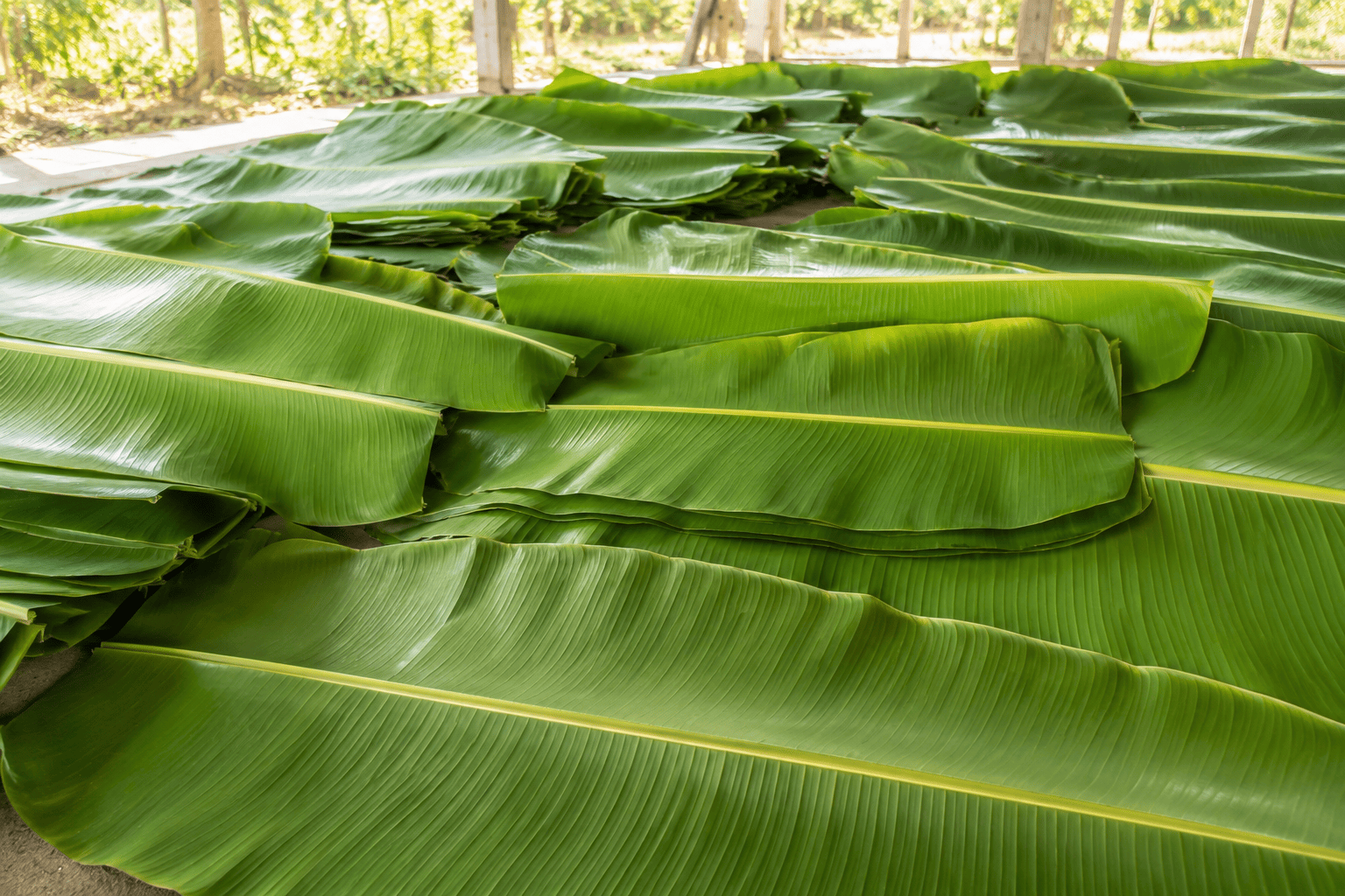 Fresh banana leaves